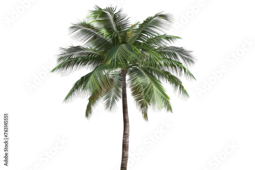 Palm Tree on White Background