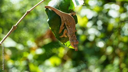 Chameleon two-horned on leaf in the jungle Kilimajaro mountains Tanzania Africa 2022 photo