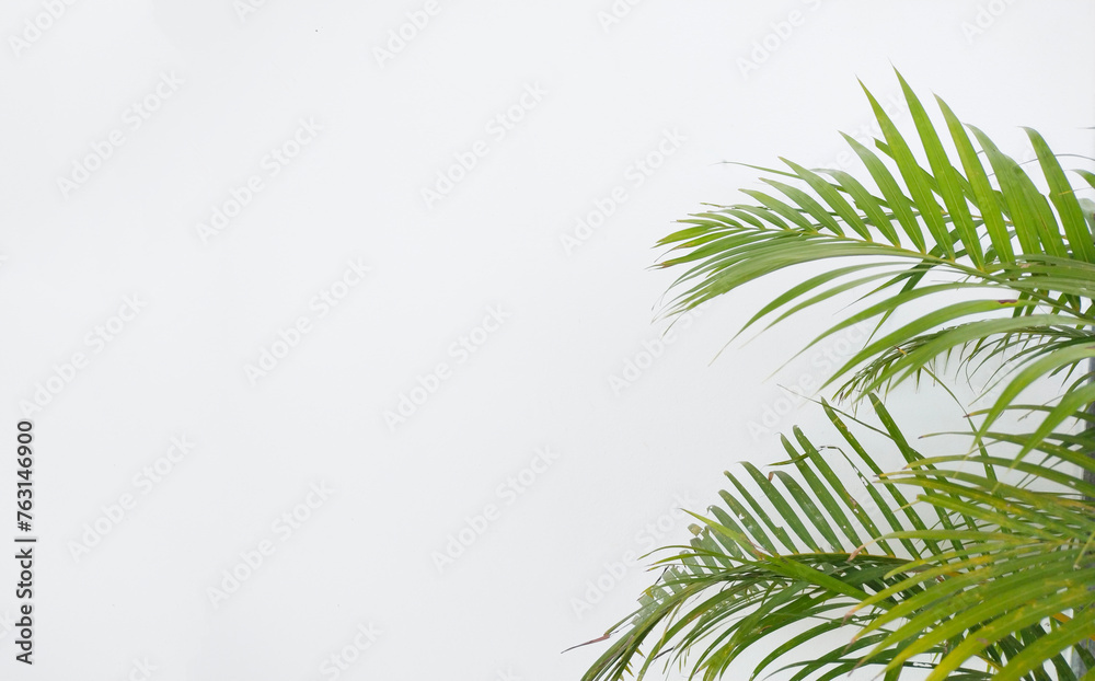 Palm leaves on the white cement wall in summer concept.