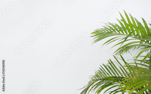 Palm leaves on the white cement wall in summer concept.