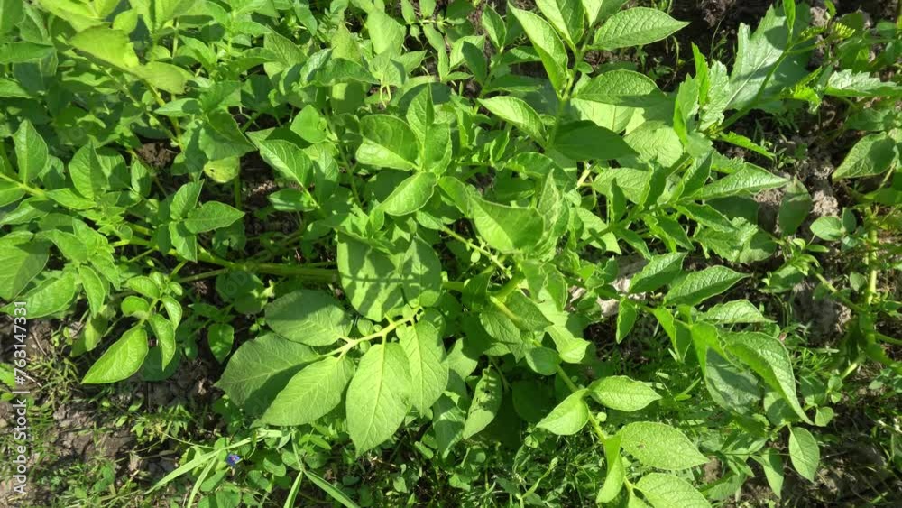 Katni , India - January 2021, Indian green potato plant in field at Vijayraghavgarh Katni Madhya Pradesh Katni , India - January 2021, Indian green potato plant in field at Vijayraghavgarh Katni Madhya Pradesh