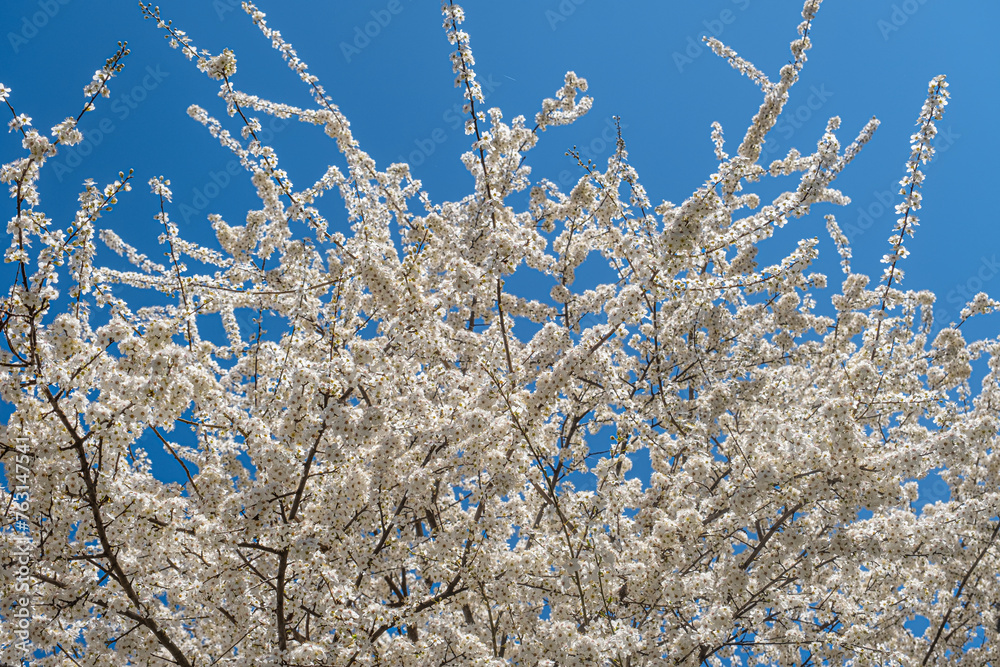 Spring with Blooming flowers on tree branches
