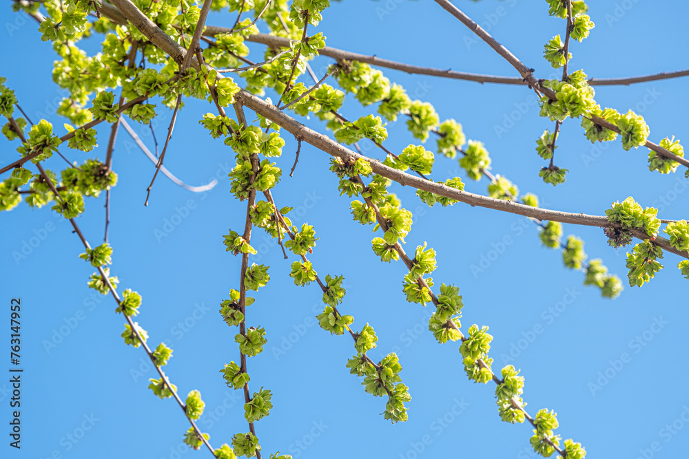 Spring with Blooming flowers on tree branches Spring with Blooming flowers on tree branches