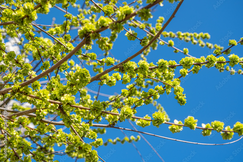 Spring with Blooming flowers on tree branches Spring with Blooming flowers on tree branches