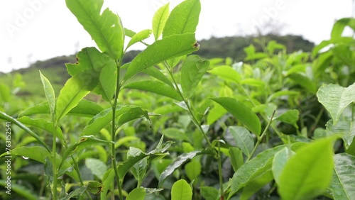 Munnar , India - 27 September 2023, Growing Tea Leaves in the tea field At Munnar Kerala state photo