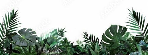 Green leaves nature frame layout of tropical plants bush (ferns, climbing bird's nest fern, philodendrons, Monstera) foliage floral arrangement on white background with clipping path.