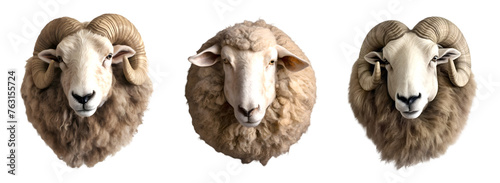 Set with sheep heads. White sheep on the transparent background.