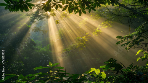 Sun Rays Through Forest Canopy  Mystical Morning  Ethereal Nature