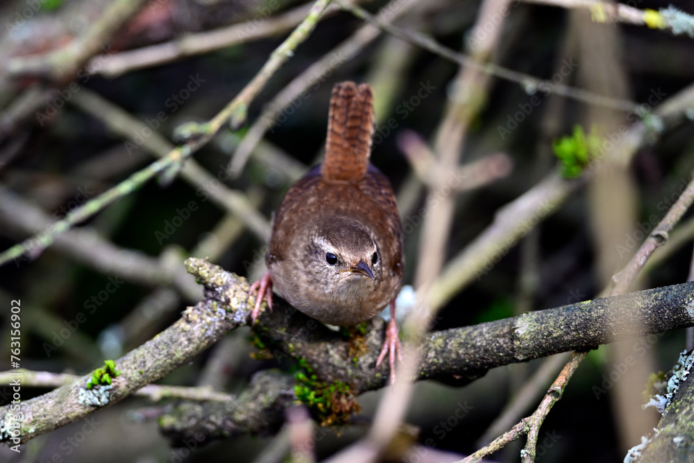 Zaunkönig // Wren (Troglodytes troglodytes) Zaunkönig // Wren (Troglodytes troglodytes)