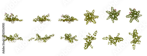 Set Of Plants Front And Top View Closeup Transparent Background © Zamal