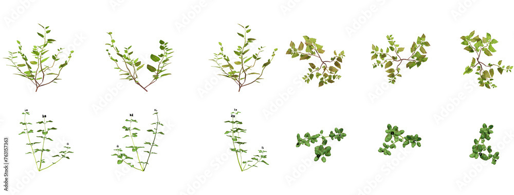 Set Of Plants Front And Top View Closeup Transparent Background - obrazy, fototapety, plakaty 