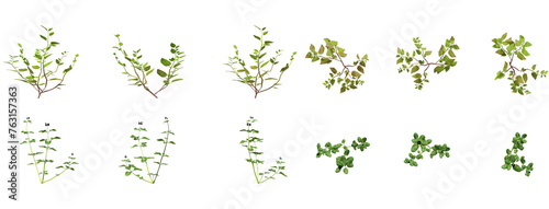 Set Of Plants Front And Top View Closeup Transparent Background photo