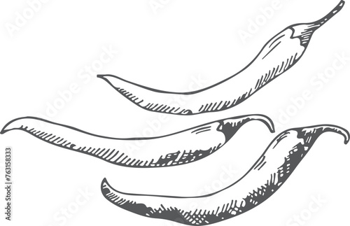 Hot peppers sketch. Chilli mexican spicy vegetable
