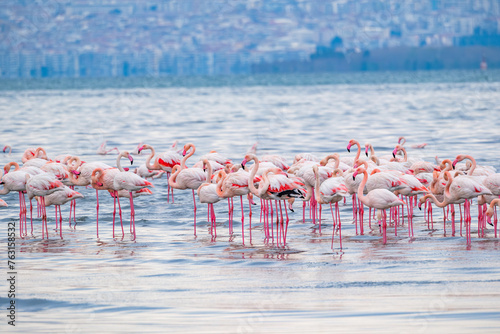 flamingo flock 