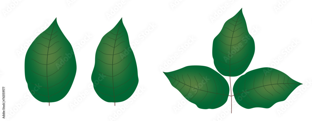Rose leaf isolated, Set Cutout twig with green leaves,Nature element for banner or card decoration Rose leaf isolated, Set Cutout twig with green leaves,Nature element for banner or card decoration