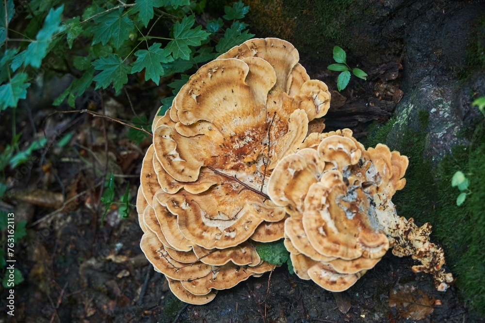 Forest plants, fungi growing on trees. Forest plants, fungi growing on trees.