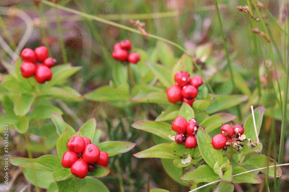 Beeren an einem Busch Beeren an einem Busch