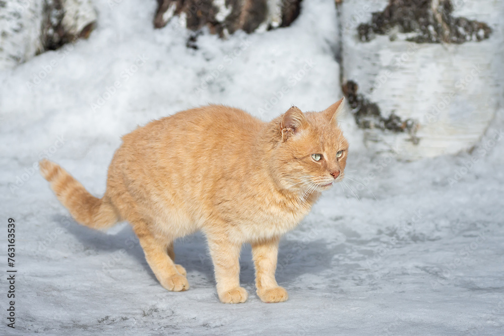 Fototapeta premium Beautiful ginger cat on snow background.