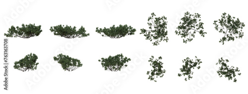 Set Of Plants Front And Top View Closeup Transparent Background