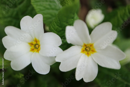 White Primula With Delicate Petals