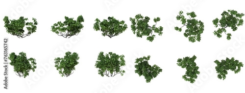 Set Of Plants Front And Top View Closeup Transparent Background
