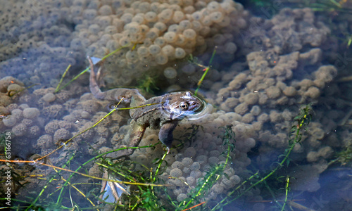 Fotografi Frogs breeding in a pond