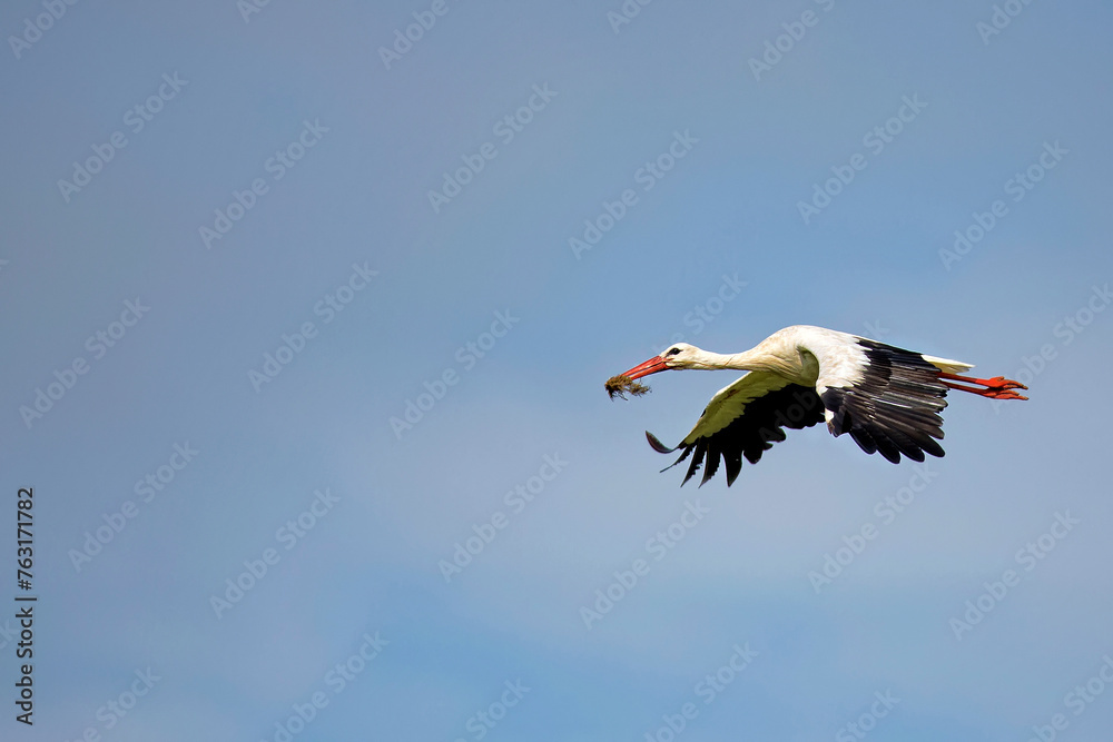 Obraz premium White stork in flight