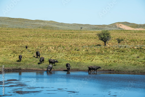 Water buffalo, Bubalus bubalis, in Pampasd Landscape,  La Pampa province, Patagonia. photo