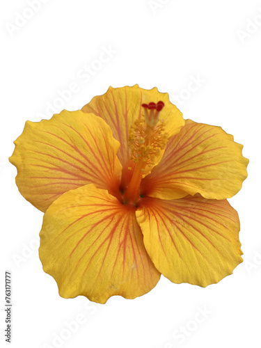 flor amarilla y rosa de hibiscus photo