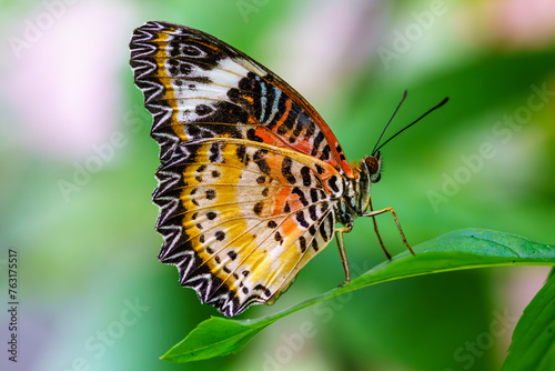 Leopard Lacewing butterfly resting on the plant	
