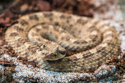 Sidewinder Rattlesnake coiling on the sand photo