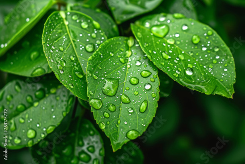 Close-up view of fresh green leaves with sparkling water droplets, highlighting nature's texture and purity after rainfall