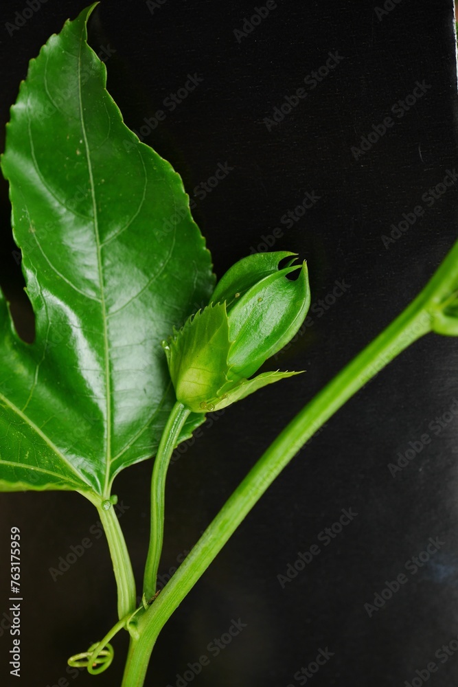 Obraz premium パッションフルーツの蕾20230901