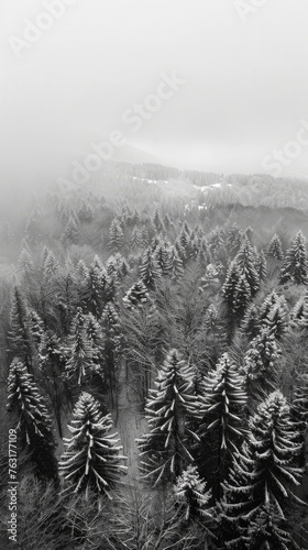 Aerial view of a misty forest in winter