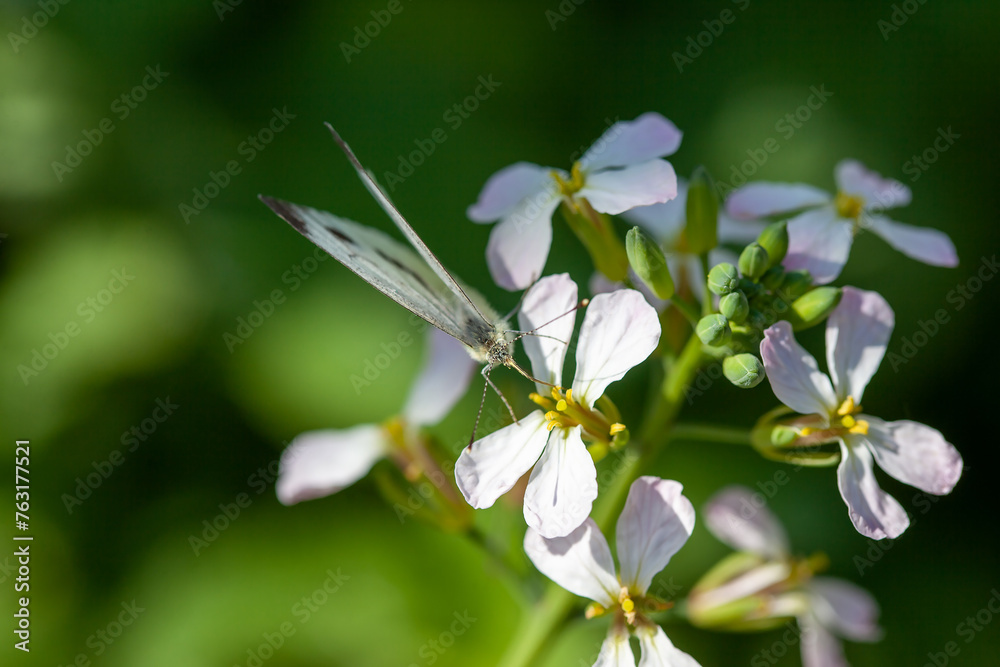 A white butterfly with black veins on the flower collects pollen A white butterfly with black veins on the flower collects pollen