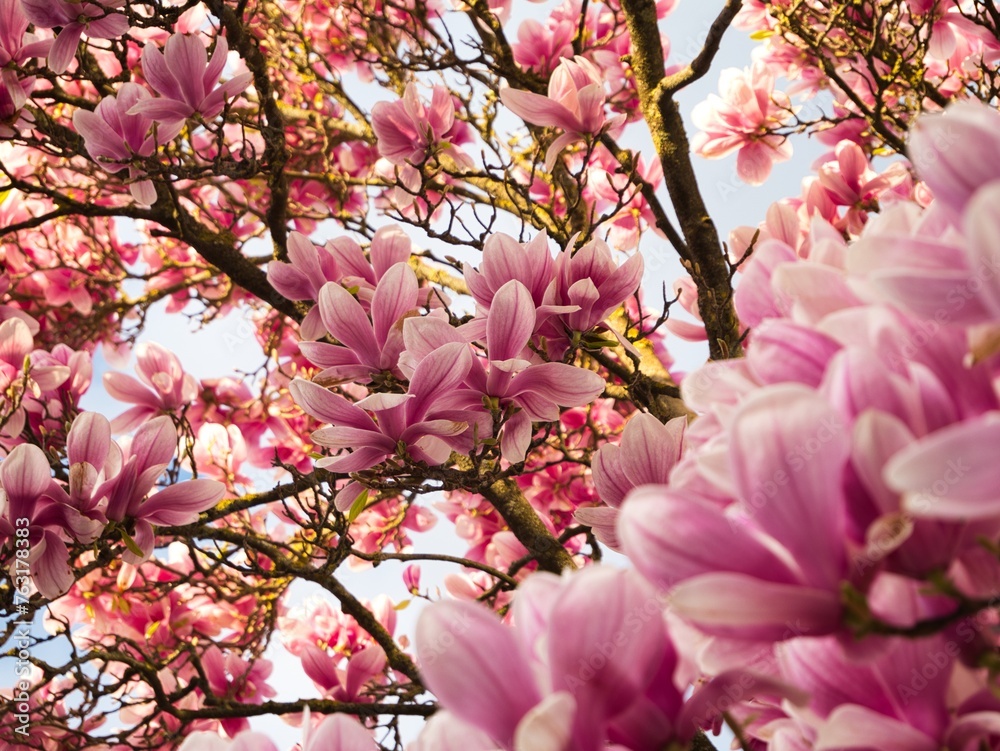 Pink blossoms on a large springtime tree