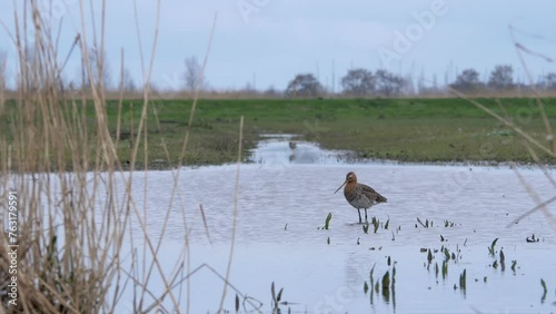Graceful Grutto: Wading and Resting in Dutch Polder Marshland photo