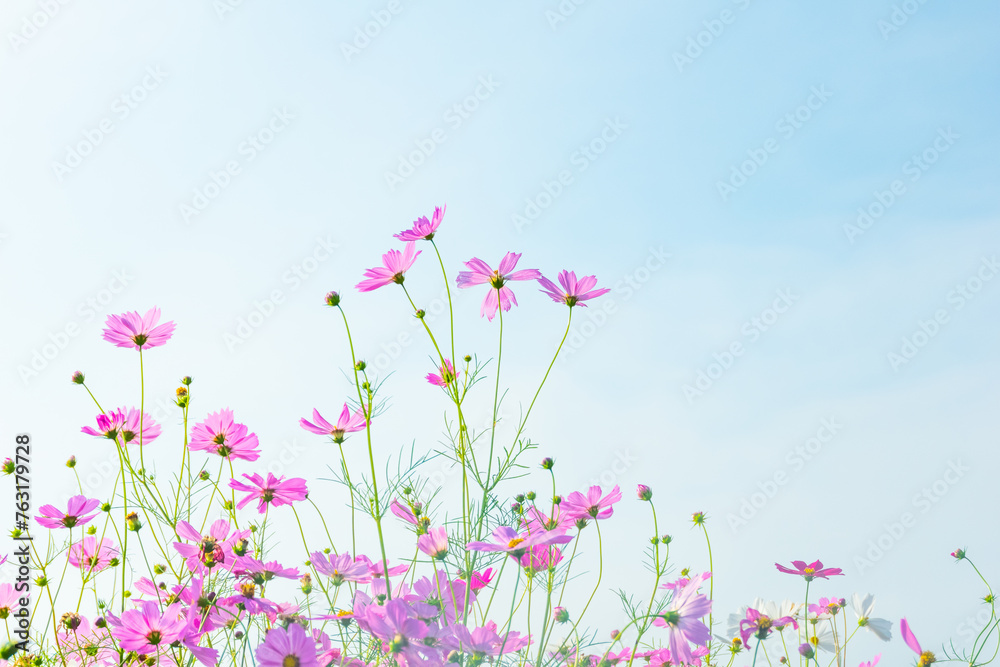 Pink cosmos flowers full blooming in summer garden,Field of cosmos flower on blue sky background,Selective focus. Pink cosmos flowers full blooming in summer garden,Field of cosmos flower on blue sky background,Selective focus.