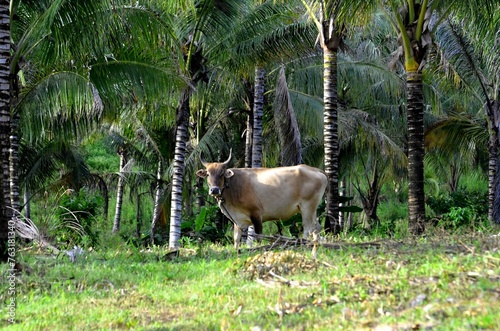 Landscape in Bogani Nani Wartabone National Park, Sulawesi, Indonesia, Asia.	 photo