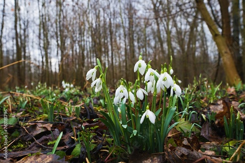 Close up photo of the common snowdrop  Galanthus nivalis  with blurry background. 