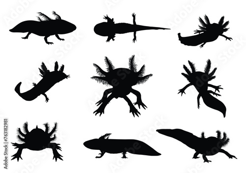 Axolotl silhouette vector