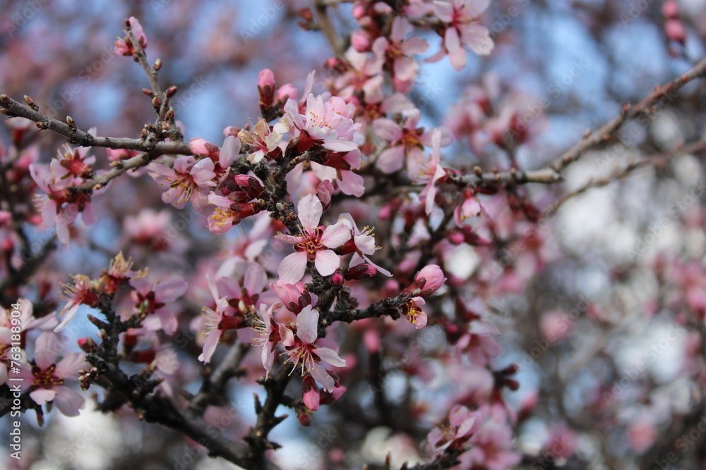cherry blossom. blossom in spring cherry blossom. blossom in spring