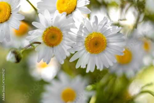 picturesque bouquet of daisies for congratulations. Soft Focus.