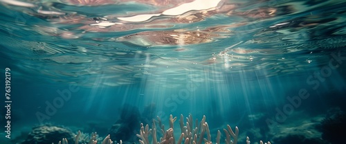 Underwater sea picture with colorful marine flora. photo