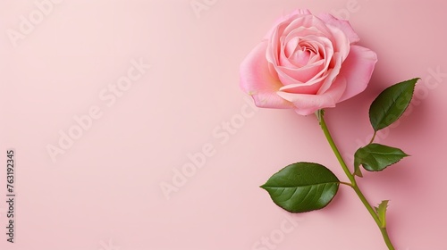Happy mothers day pink backgound with pink rose but without text