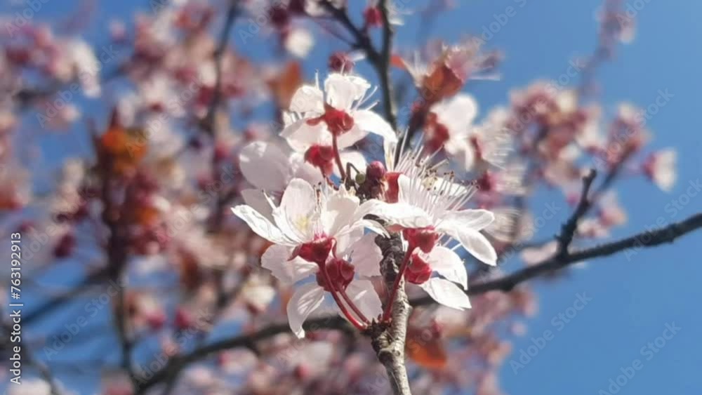 Cherry plum blossom in spring Cherry plum blossom in spring