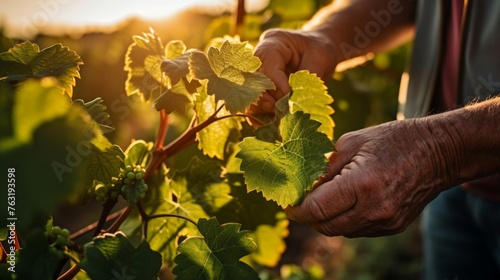 Meticulous viticultor with grape leaves setting sun's warmth attention to vine health photo