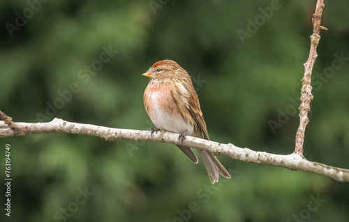 Red poll, male, Carduelis flammea, perched on a branch photo