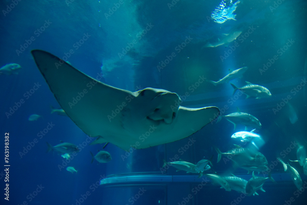Fototapeta premium 水族館 水槽の中を中を気持ちよさそうに泳ぐエイ