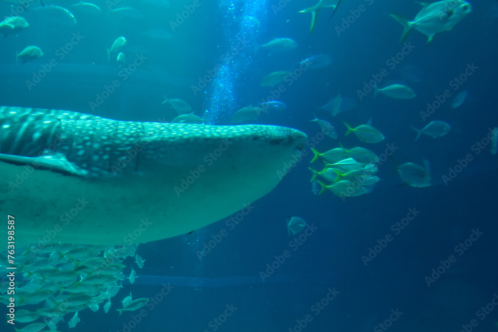 Obraz premium 水族館 水槽の中を中を気持ちよさそうに泳ぐジンベイザメ